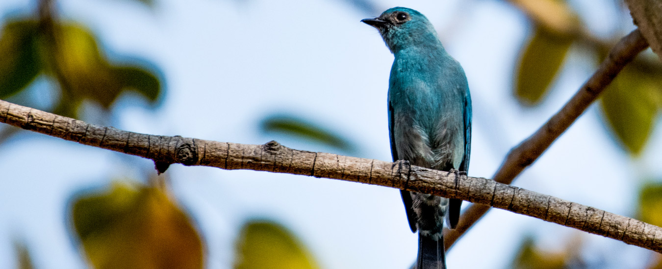 Enjoy Watching Rare Birds at the Salim Ali Bird Sanctuary