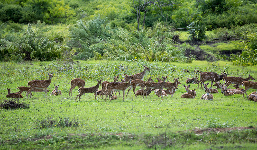 Bandipur Forest Safari