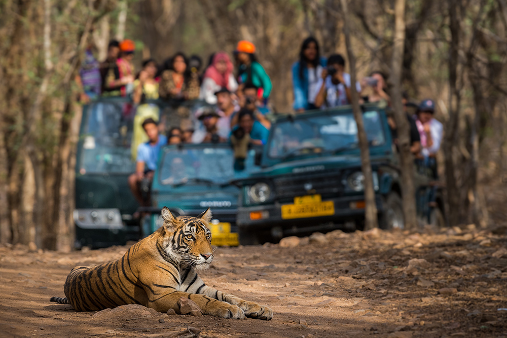 Nagarhole National Park Wildlife 