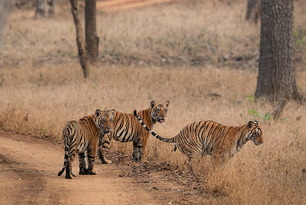 Safari at Nagarhole Wildlife Sanctuary